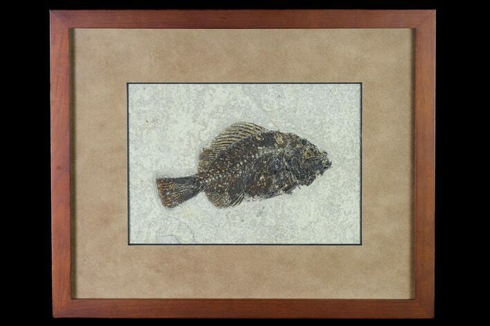 Framed Fossil Fish (Cockerellites) - Wyoming #143991